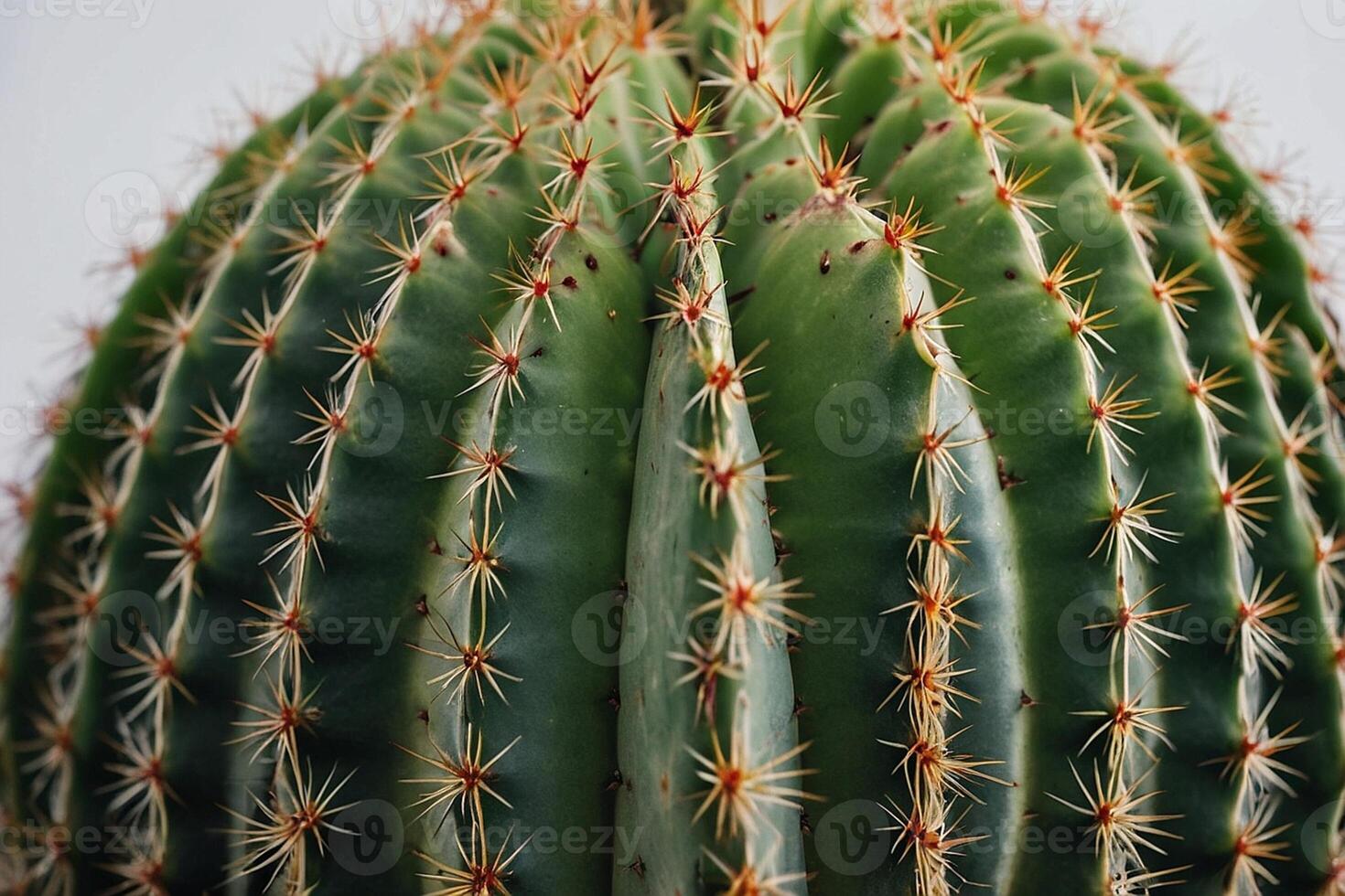 cactus plants in the desert photo