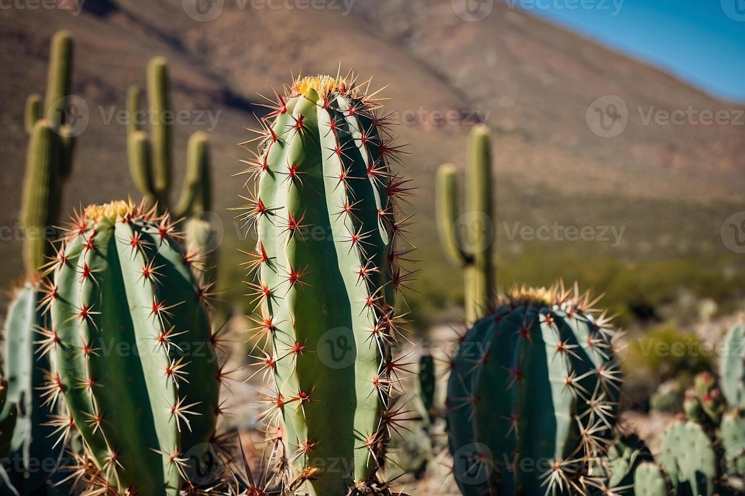 a cactus plant is shown in a desert environment photo