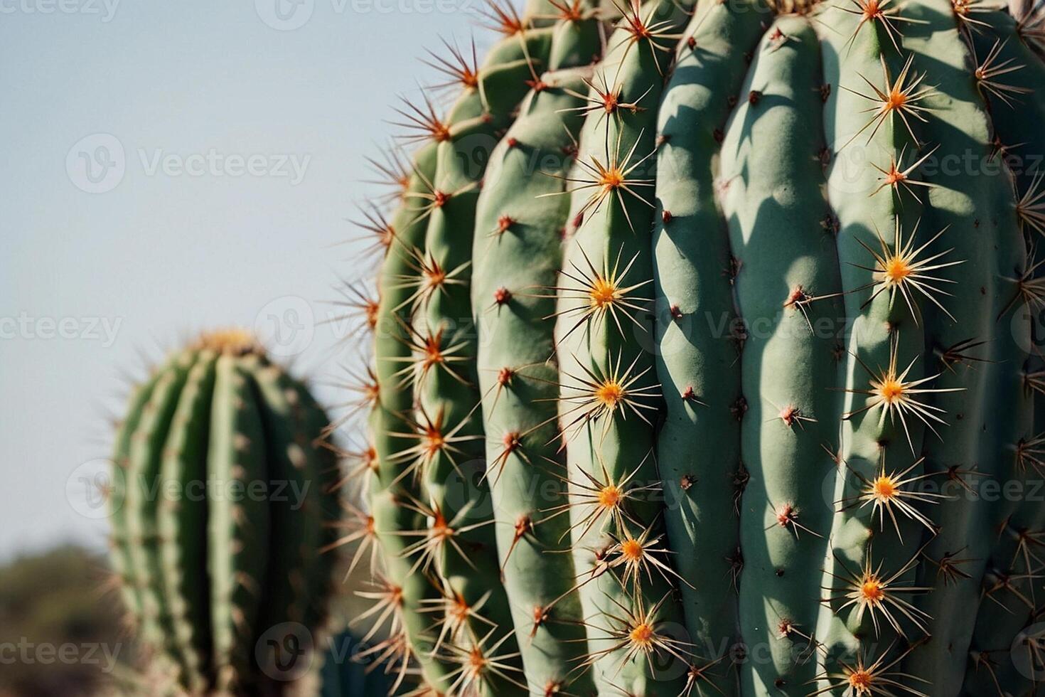 a cactus plant is shown in a desert environment photo