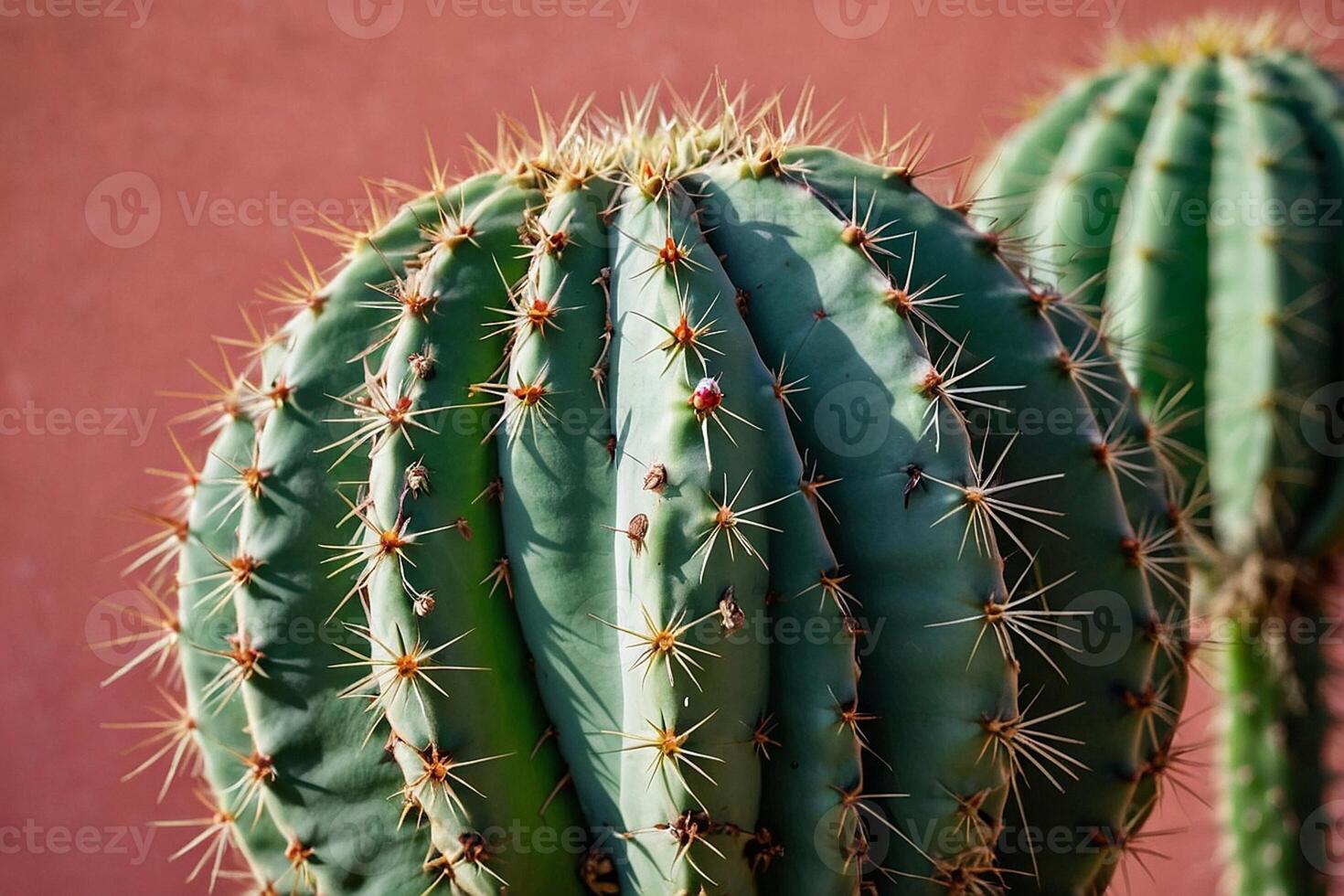 un cactus planta es mostrado en un Desierto ambiente foto