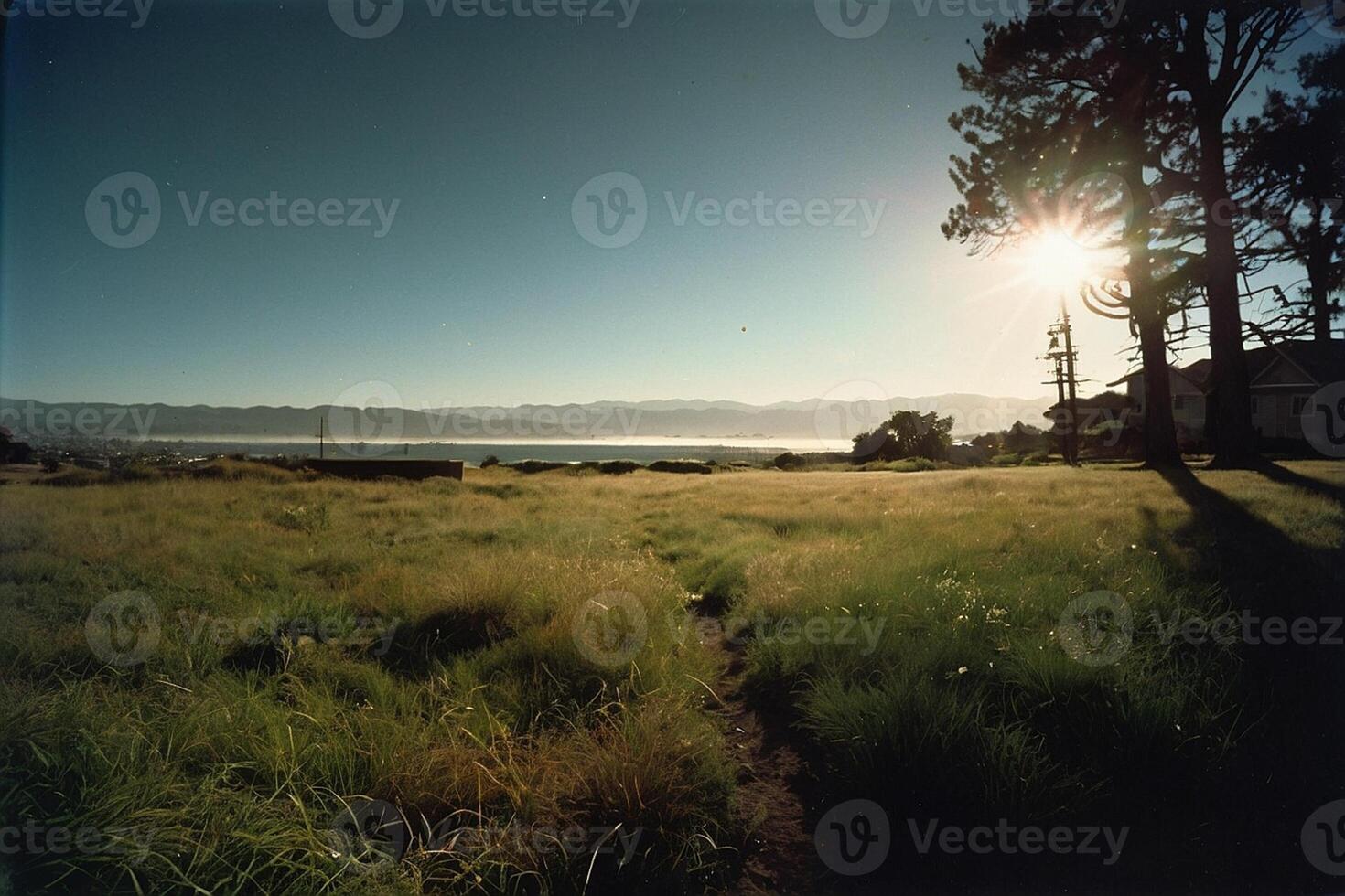 a grassy area with trees and a sun shining through photo