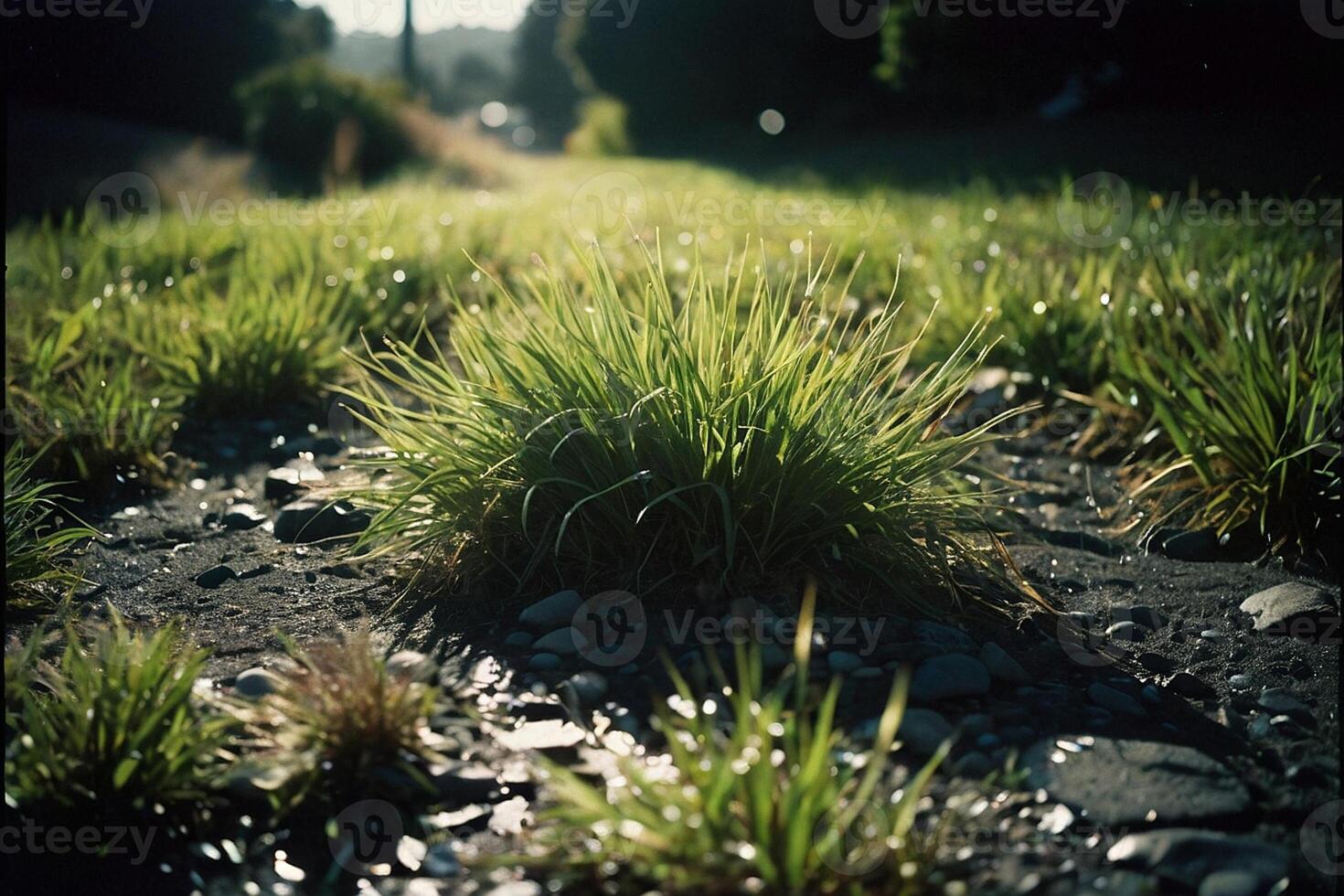 a grassy area with rocks and grass photo