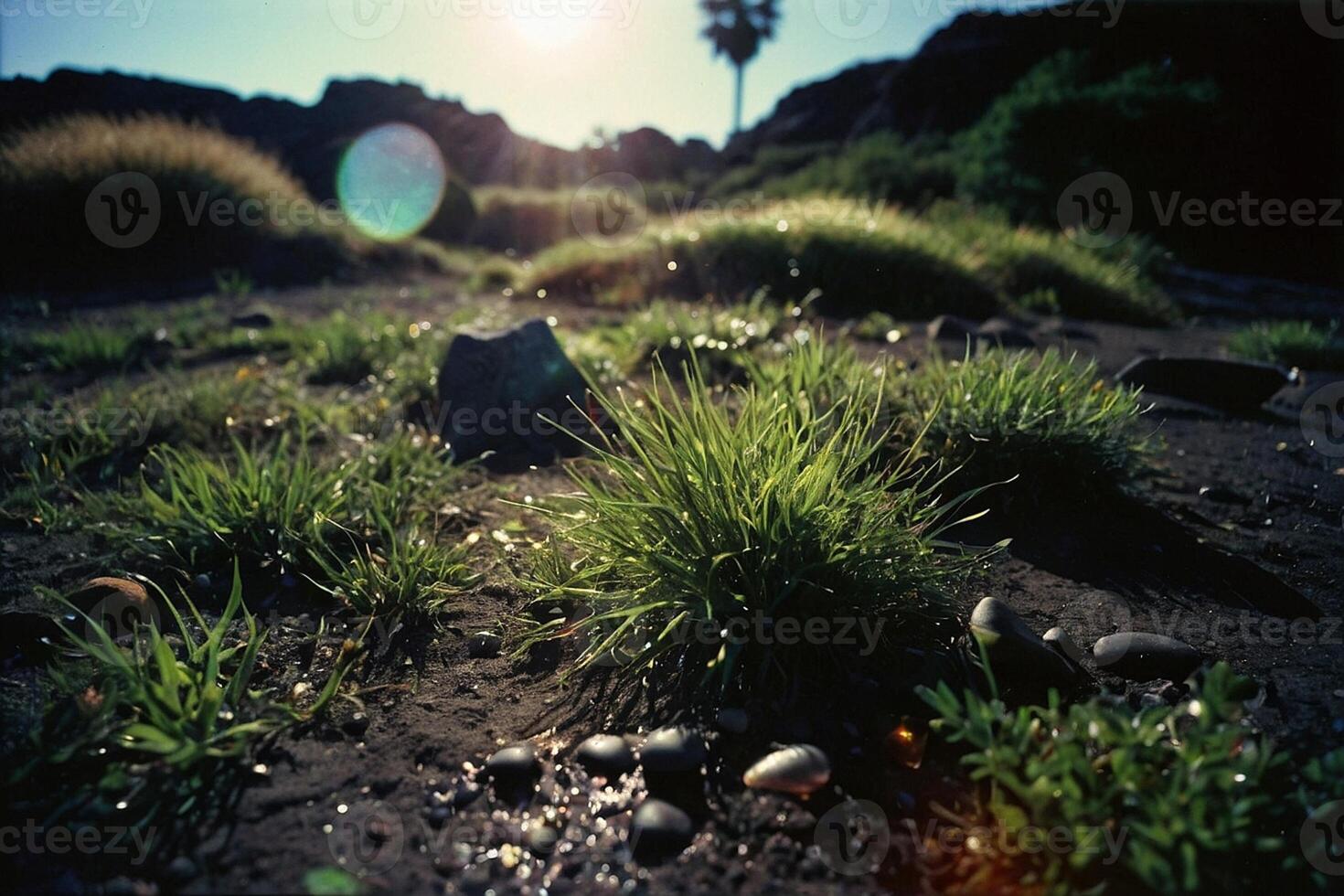 grass in the desert with the sun shining through photo