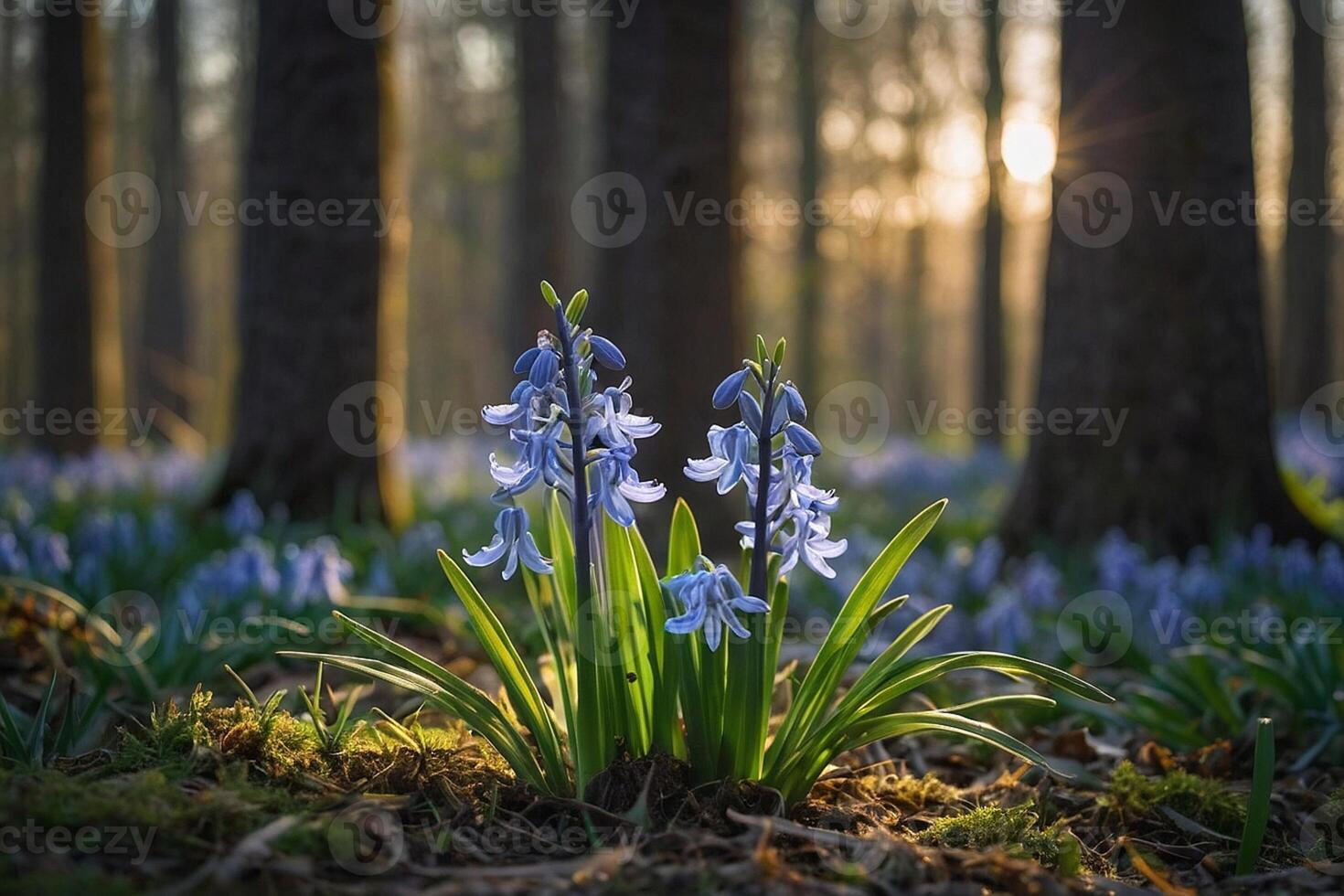 bluebells in the forest at sunrise photo