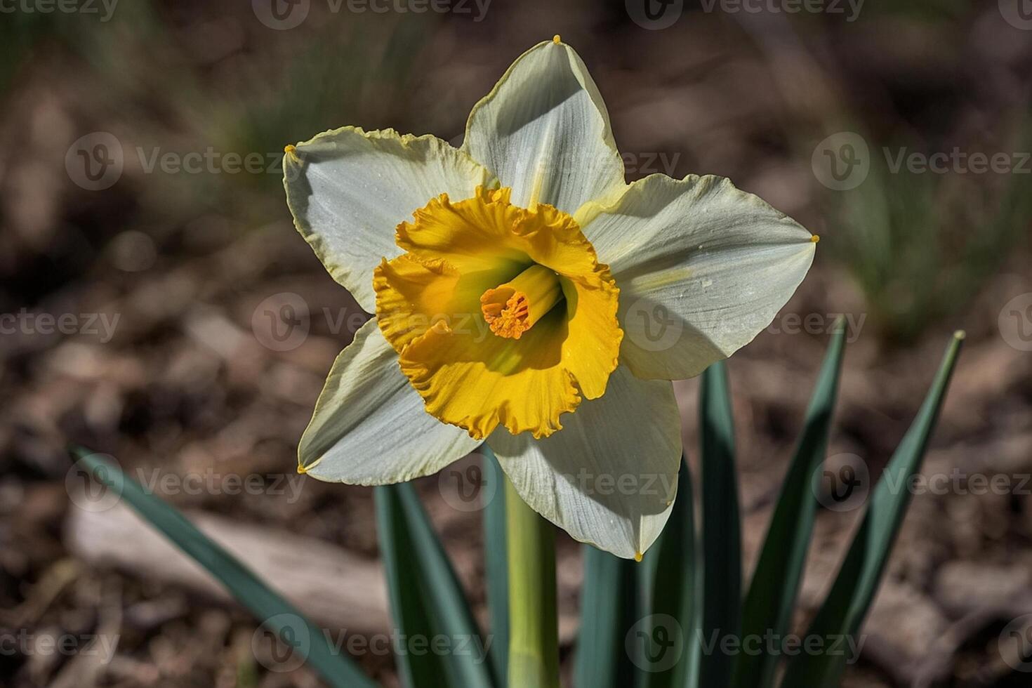 yellow daffodils in the sun photo