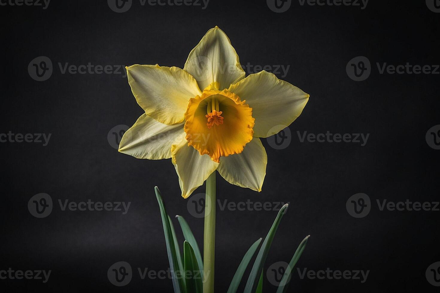 a single yellow daffodil on a black background photo