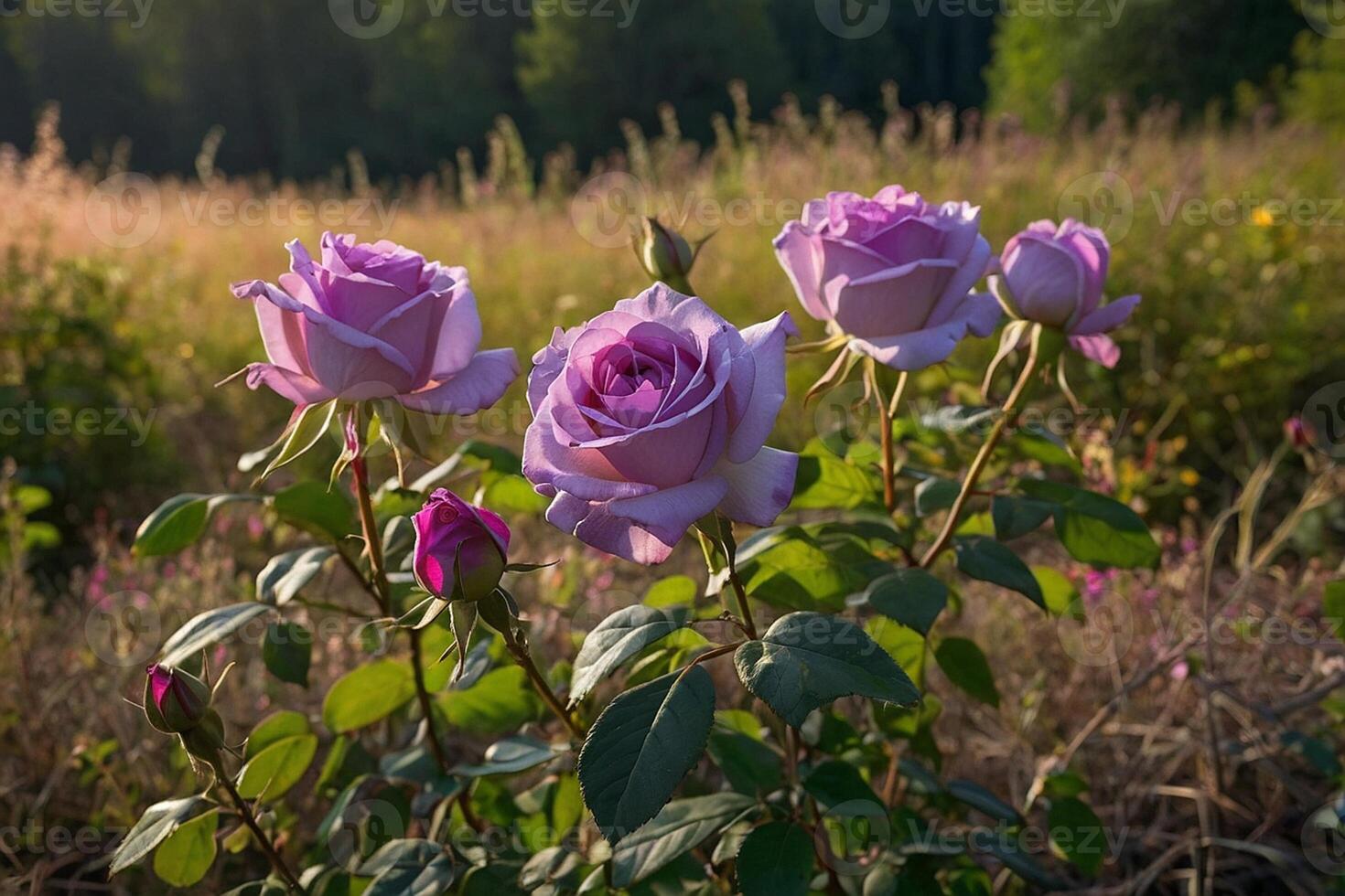 púrpura rosas en un campo a puesta de sol foto