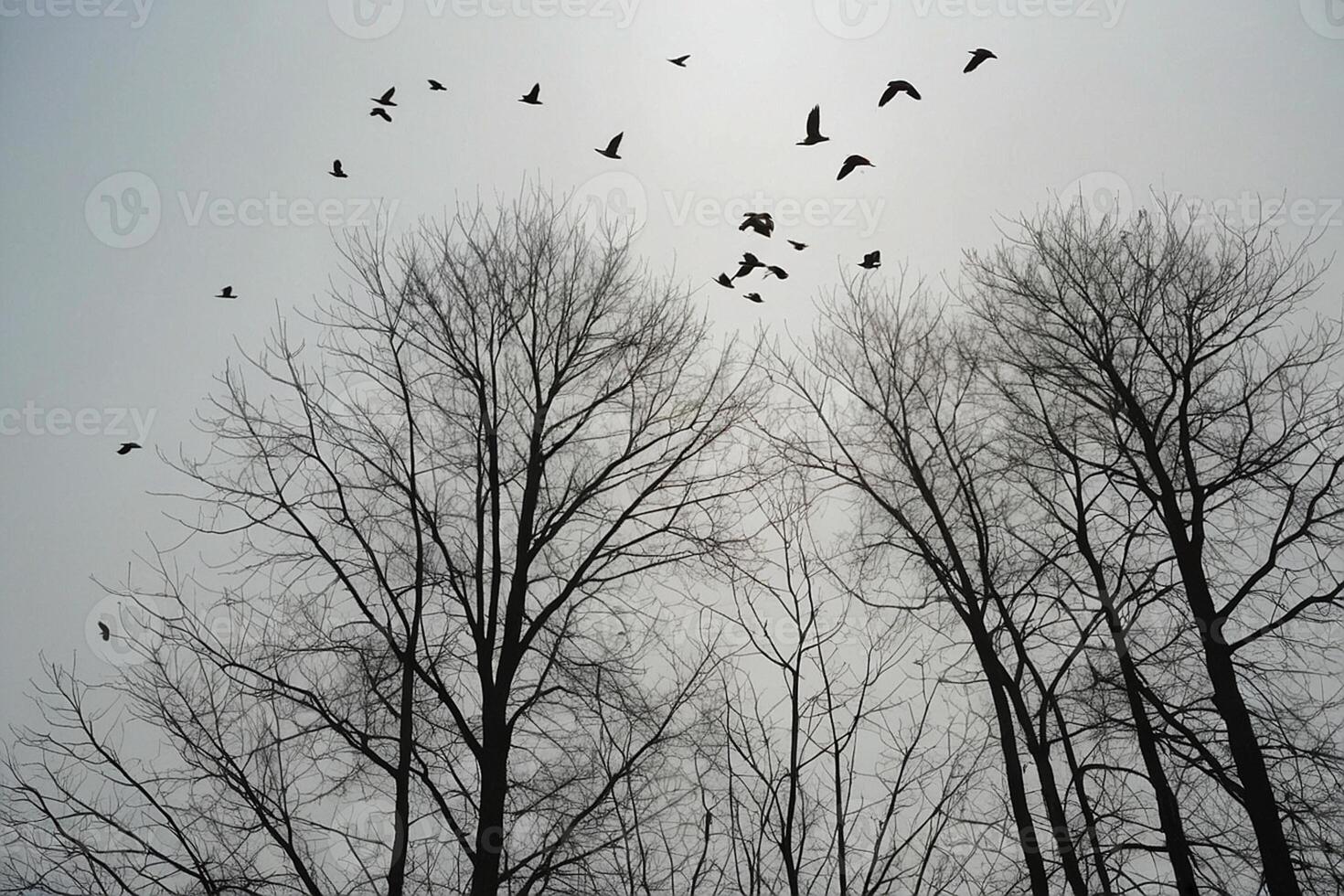 birds flying over bare trees in the fog photo