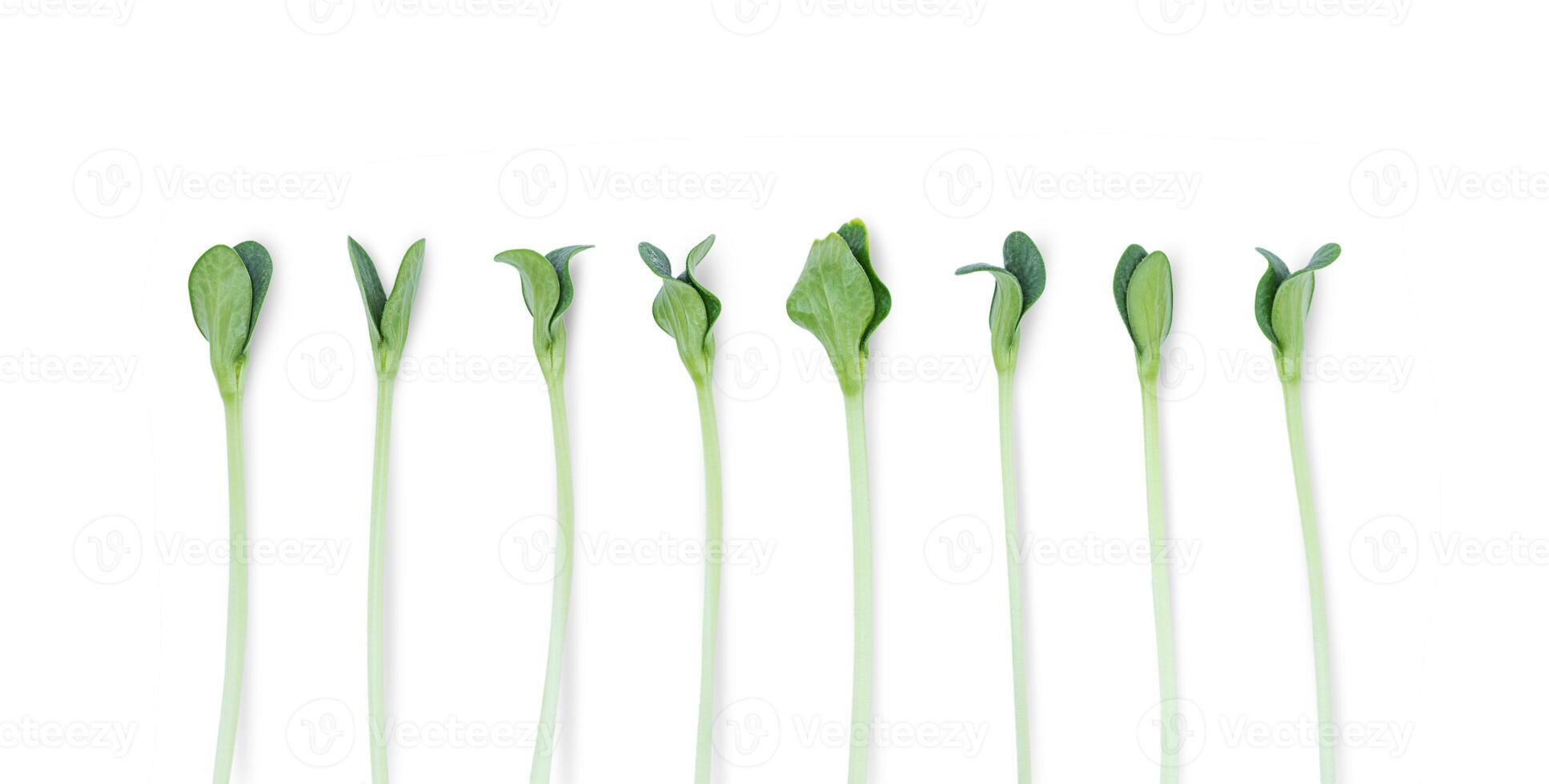 Little green seedlings isolated on white background photo