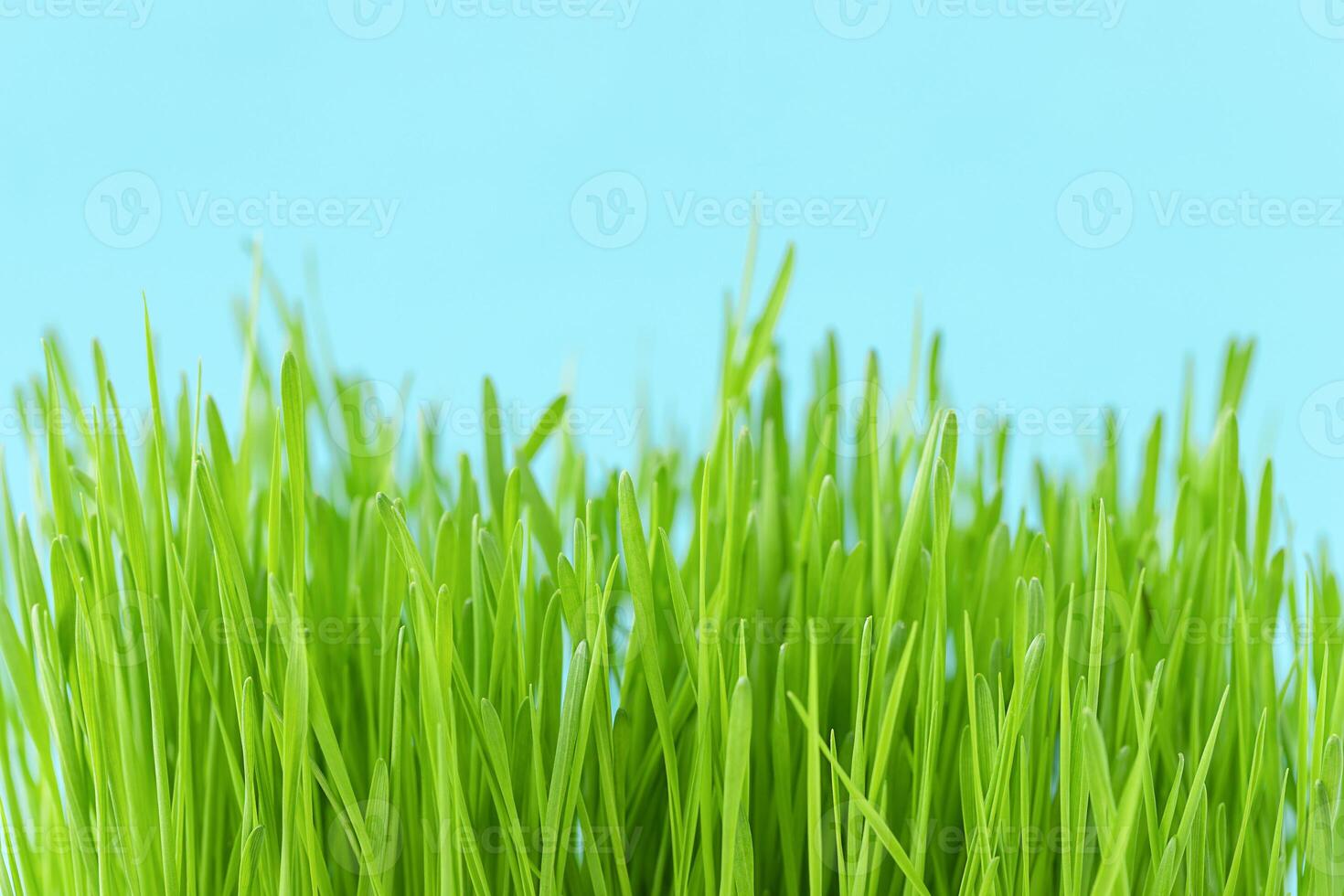 Natural background of green grass and blue sky photo