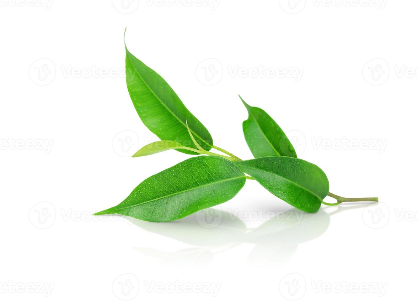 Twig with green leaves isolated on white photo
