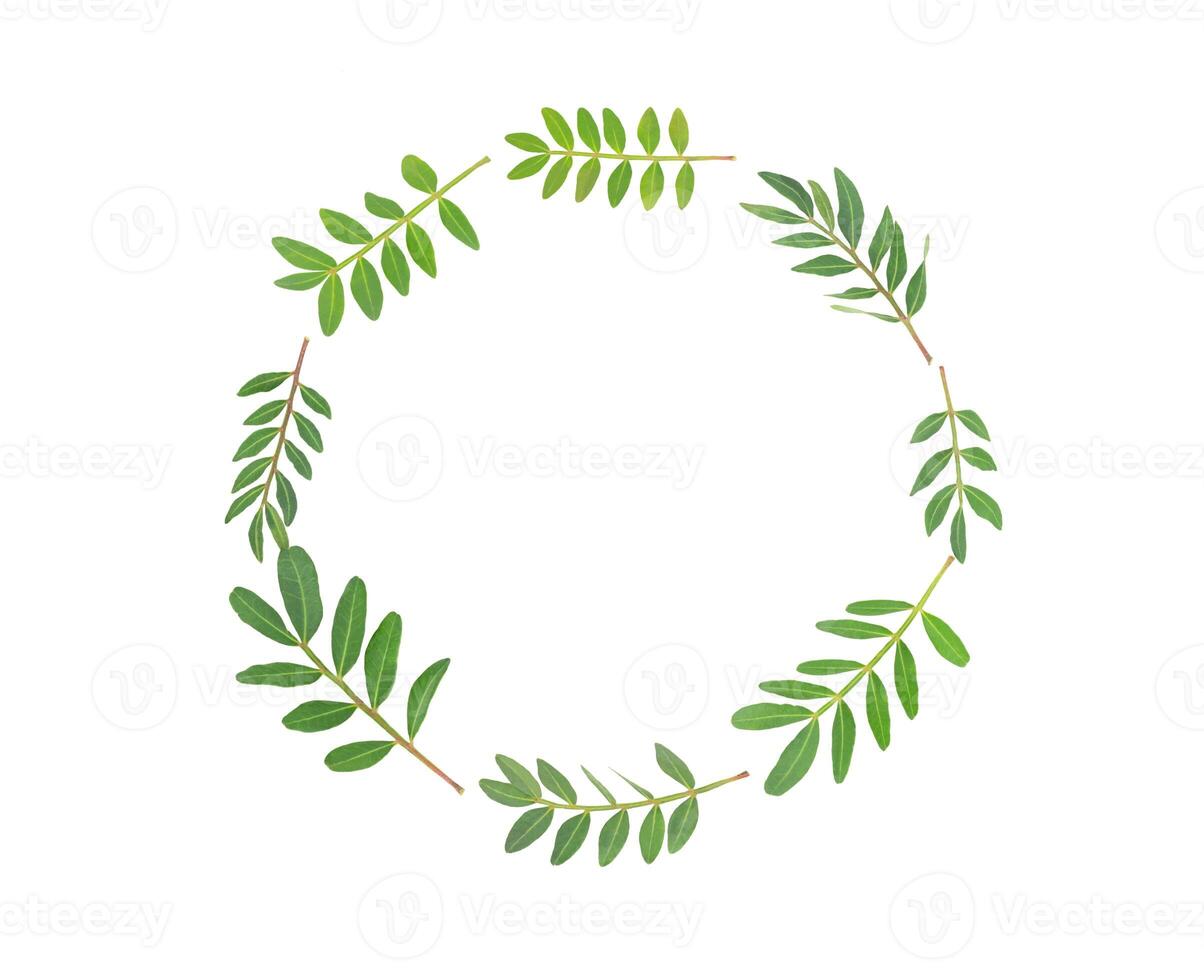 Twigs with green leaves isolated on white, circle shape photo