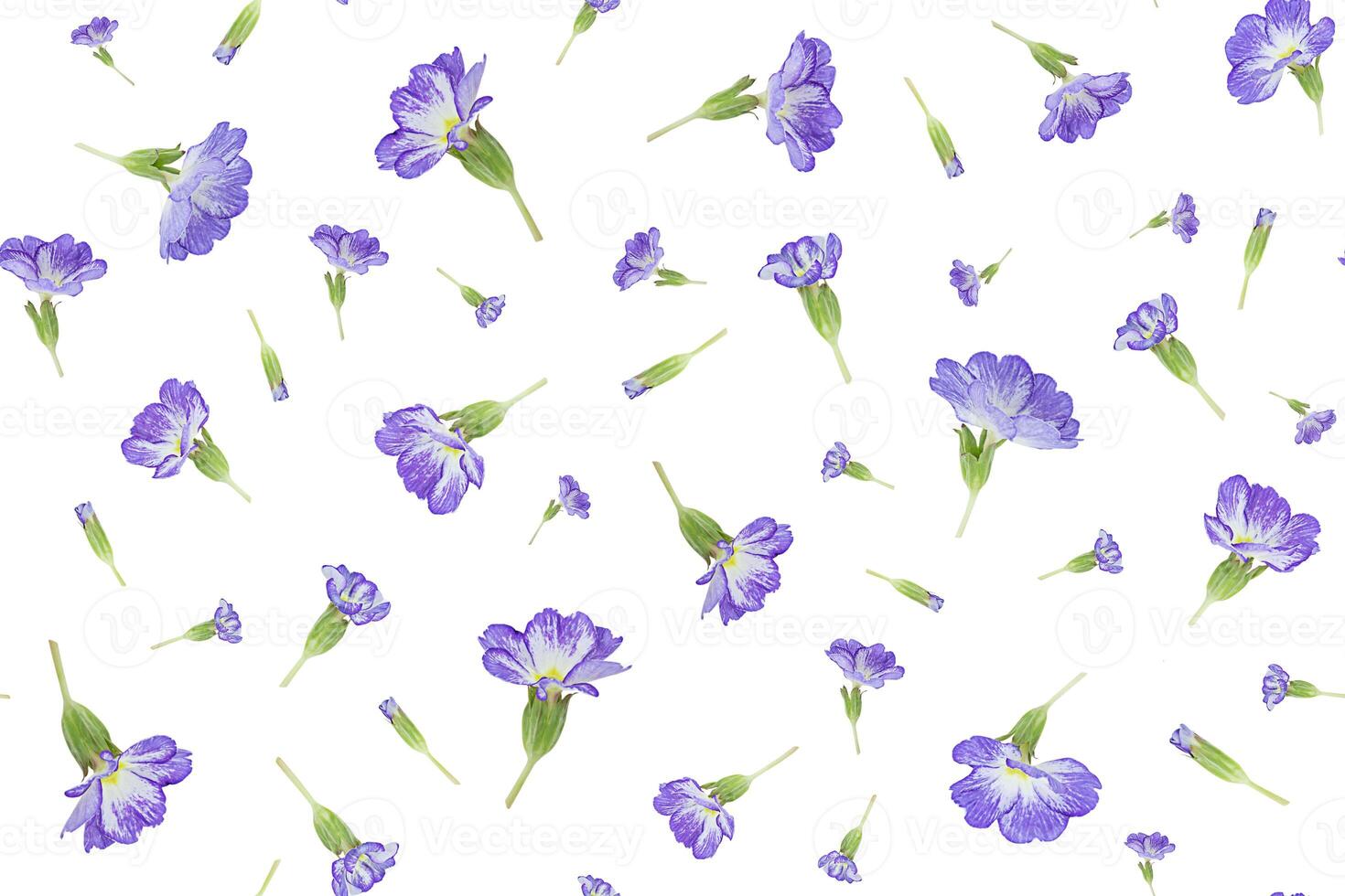 Spring seamless pattern of violet primula flowers photo