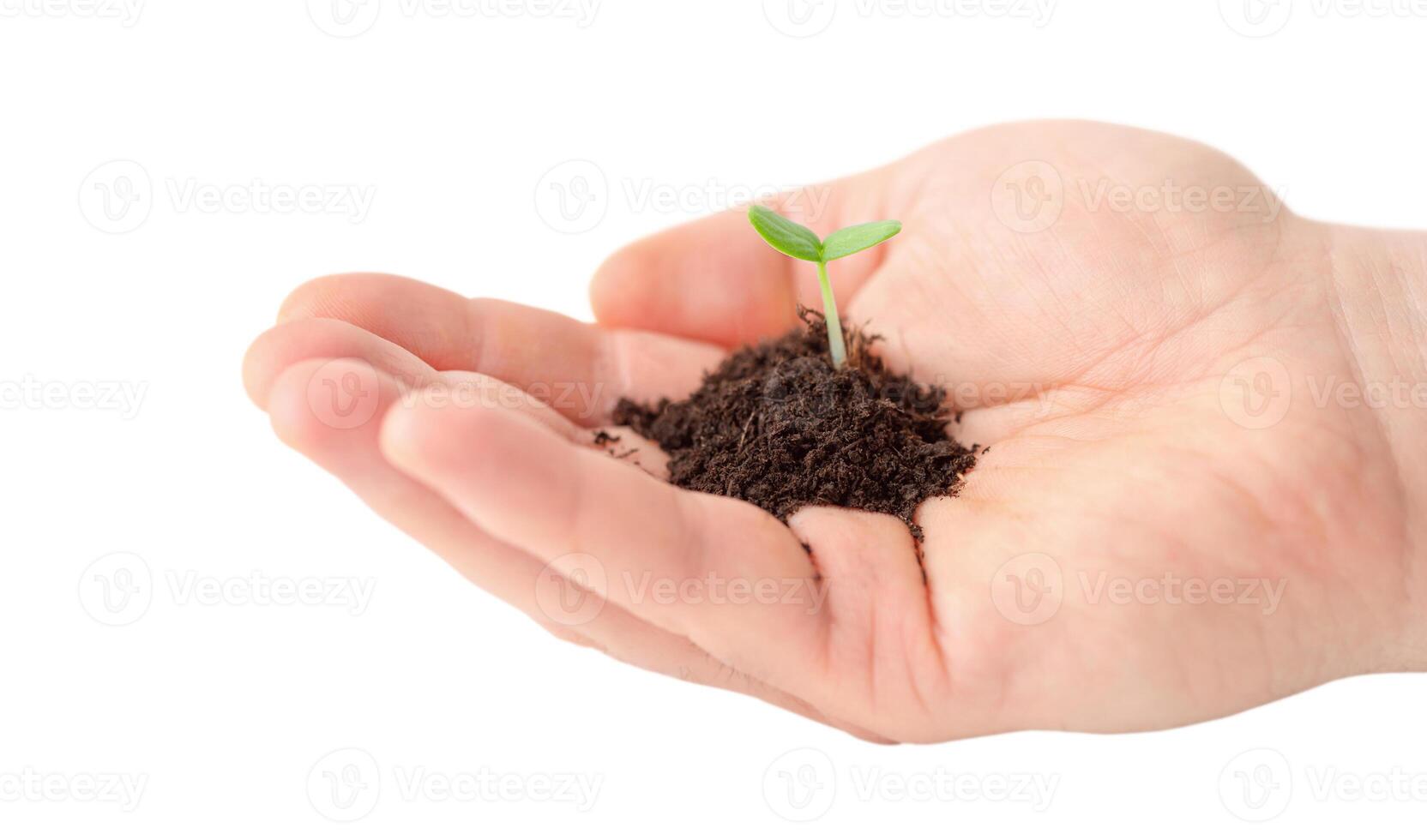 Small seedling in a man's hand isolated on a white background photo
