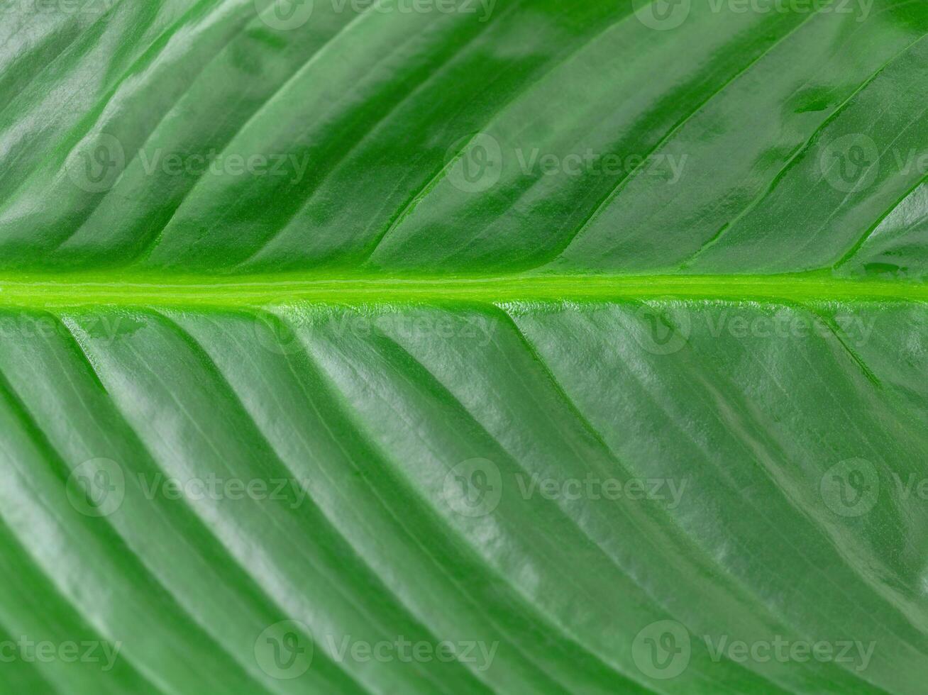 Natural background of green leaf - macro photo