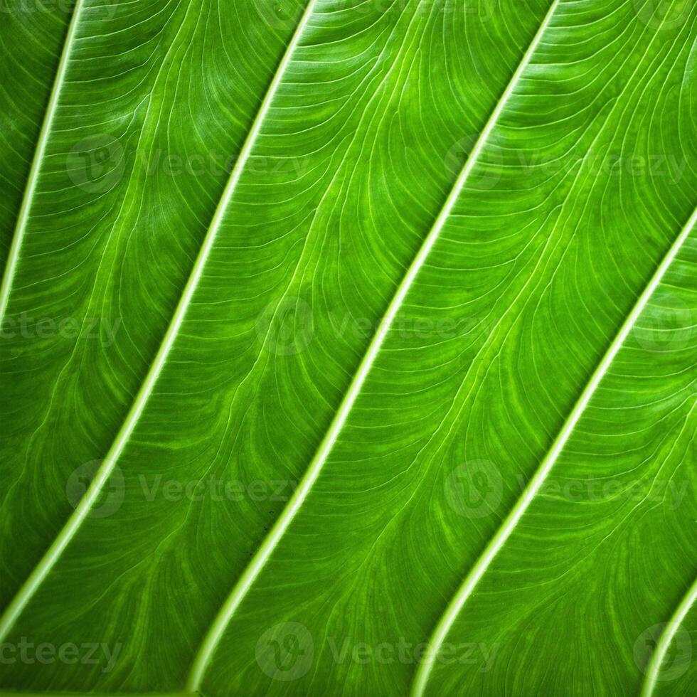 green leaf texture close up as background for text about ecology photo