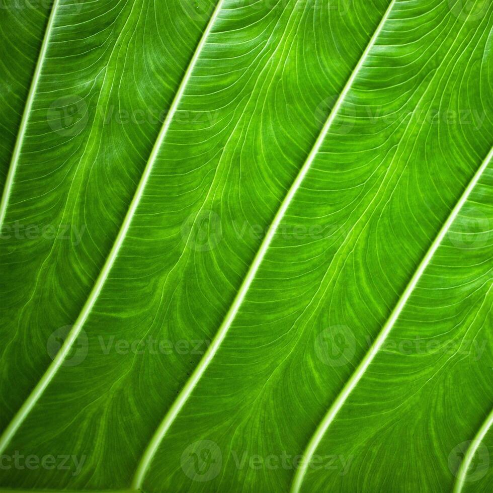 verde hoja textura cerca arriba como antecedentes para texto acerca de ecología foto