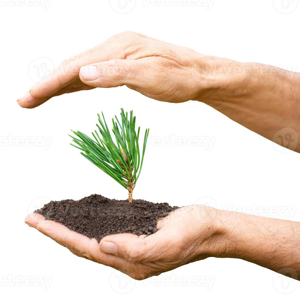 small pine seedling in male hands, symbol of ecology in nature photo