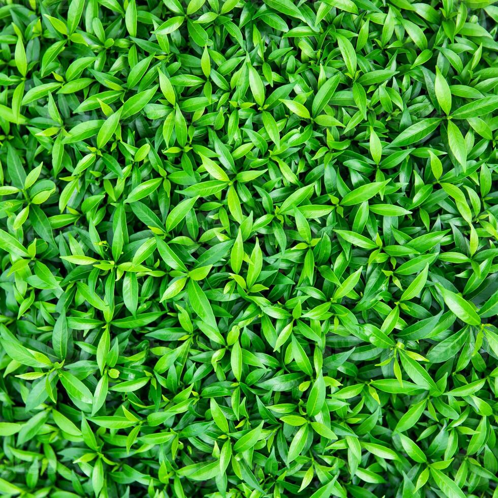 green leafy plants as background. nature leaves texture photo