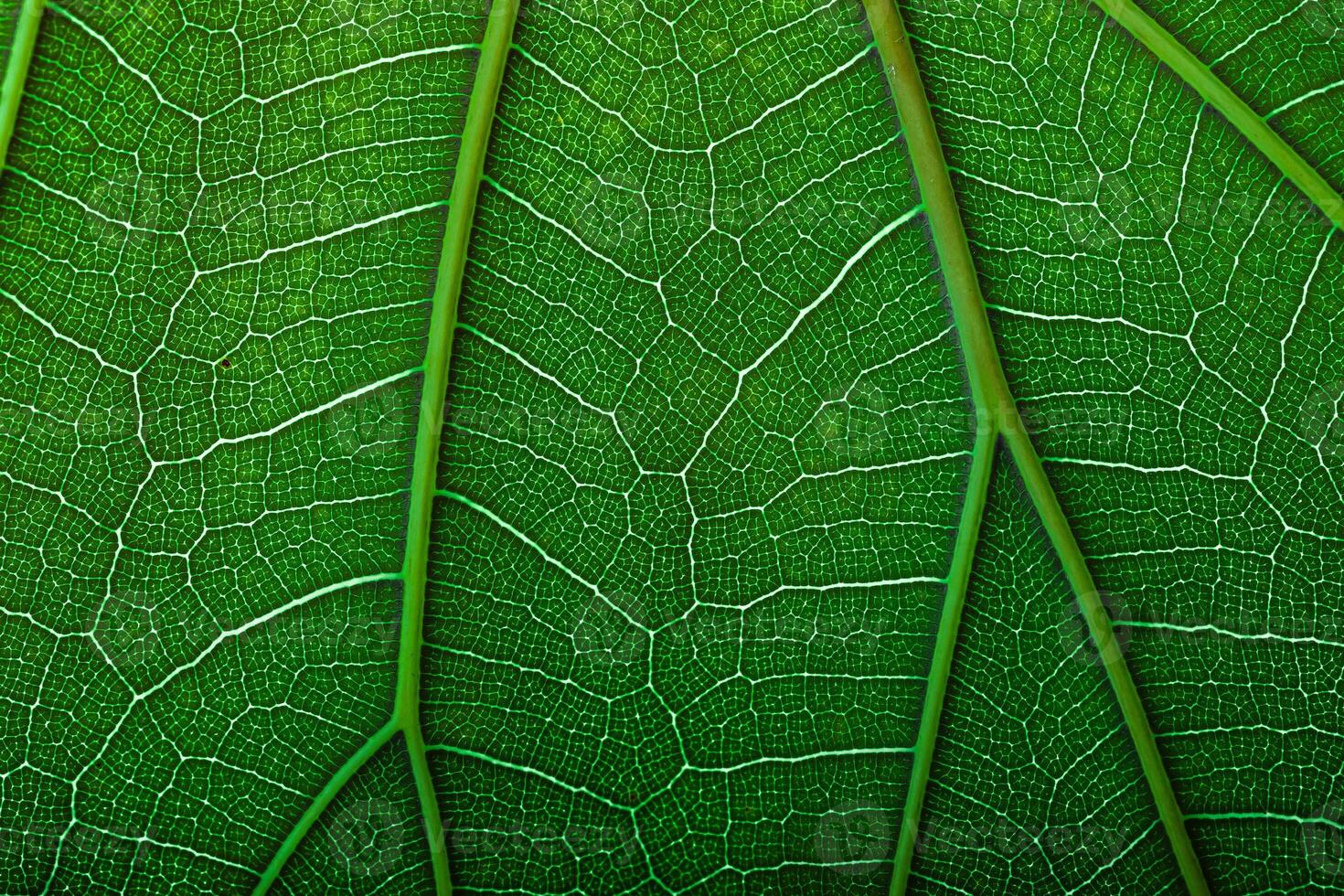 green fiddle leaf fig tree, plant macro shot for eco products background photo