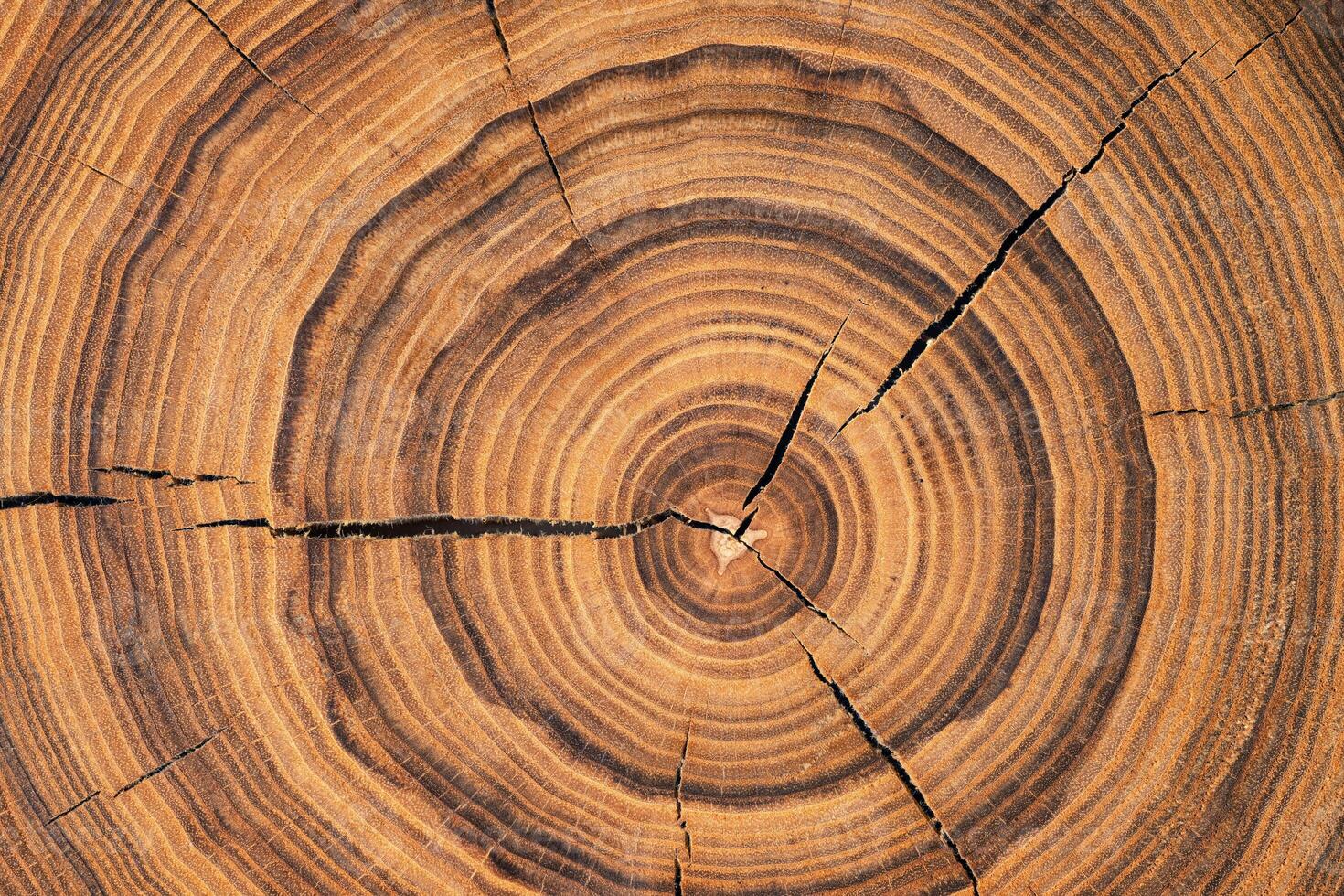 stump cut texture, tree rings wood background photo