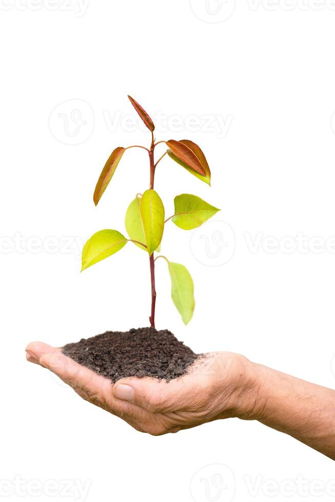 pear tree seedling in farm hands isolated on white background photo
