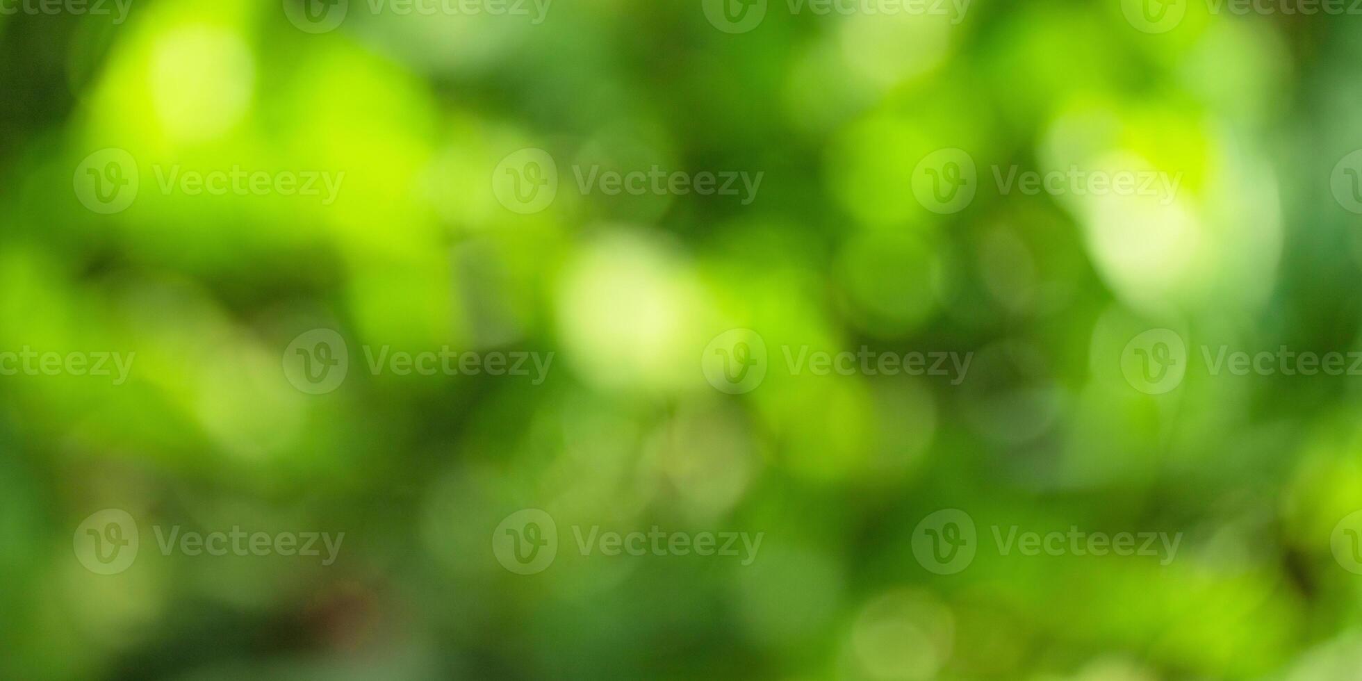 bokeh of green plants as a natural blurred background photo