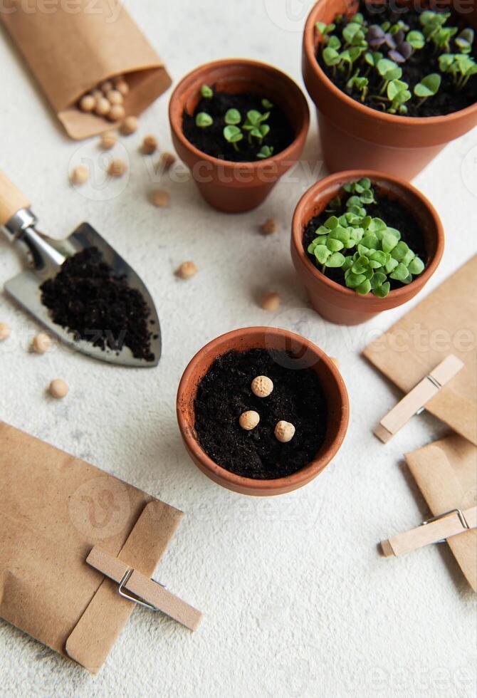 Pots with various vegetables seedlings. photo