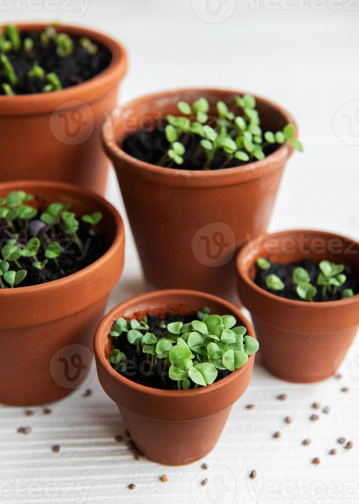 Pots with various vegetables seedlings. photo