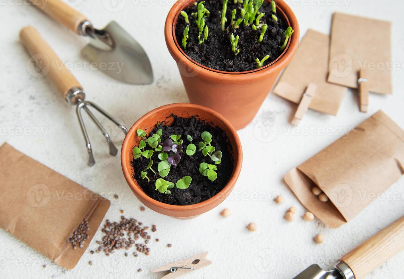 Pots with various vegetables seedlings. photo