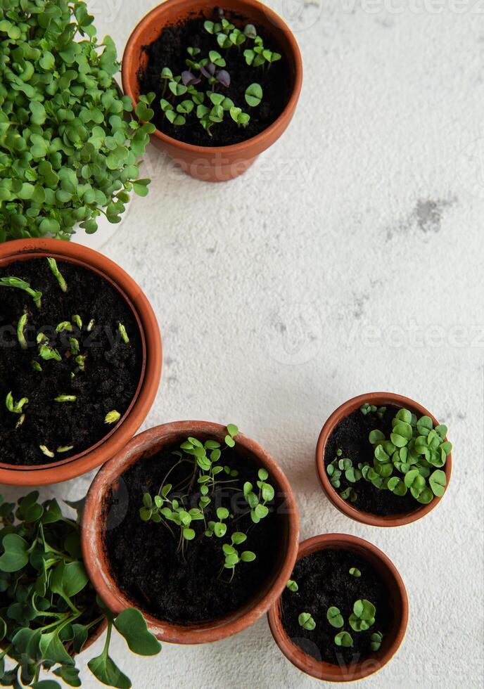 Pots with various vegetables seedlings. photo