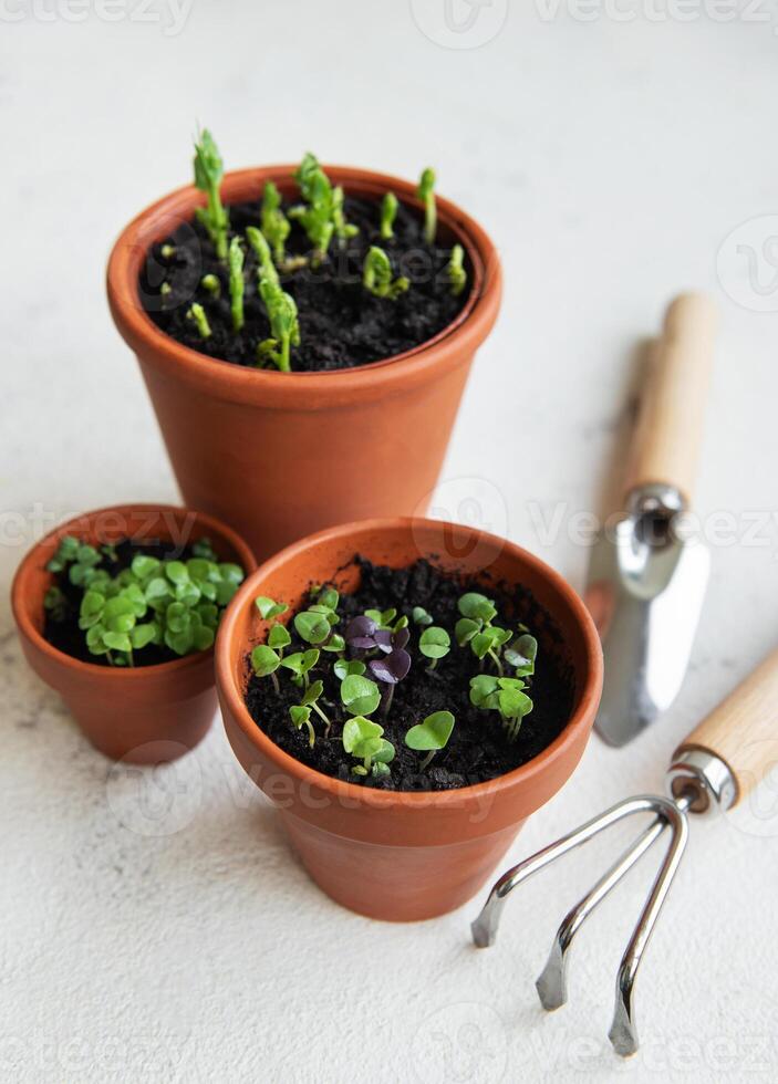 Pots with various vegetables seedlings. photo