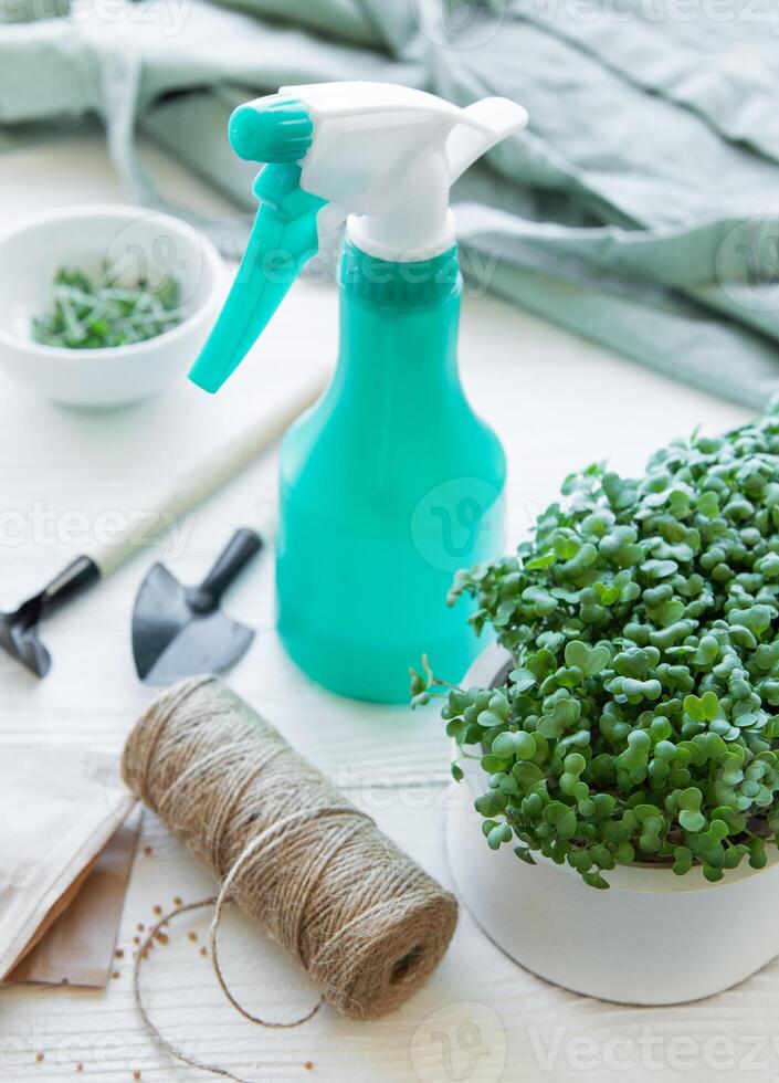 Tools and seeds for growing microgreens and a tray of radish microgreens. photo