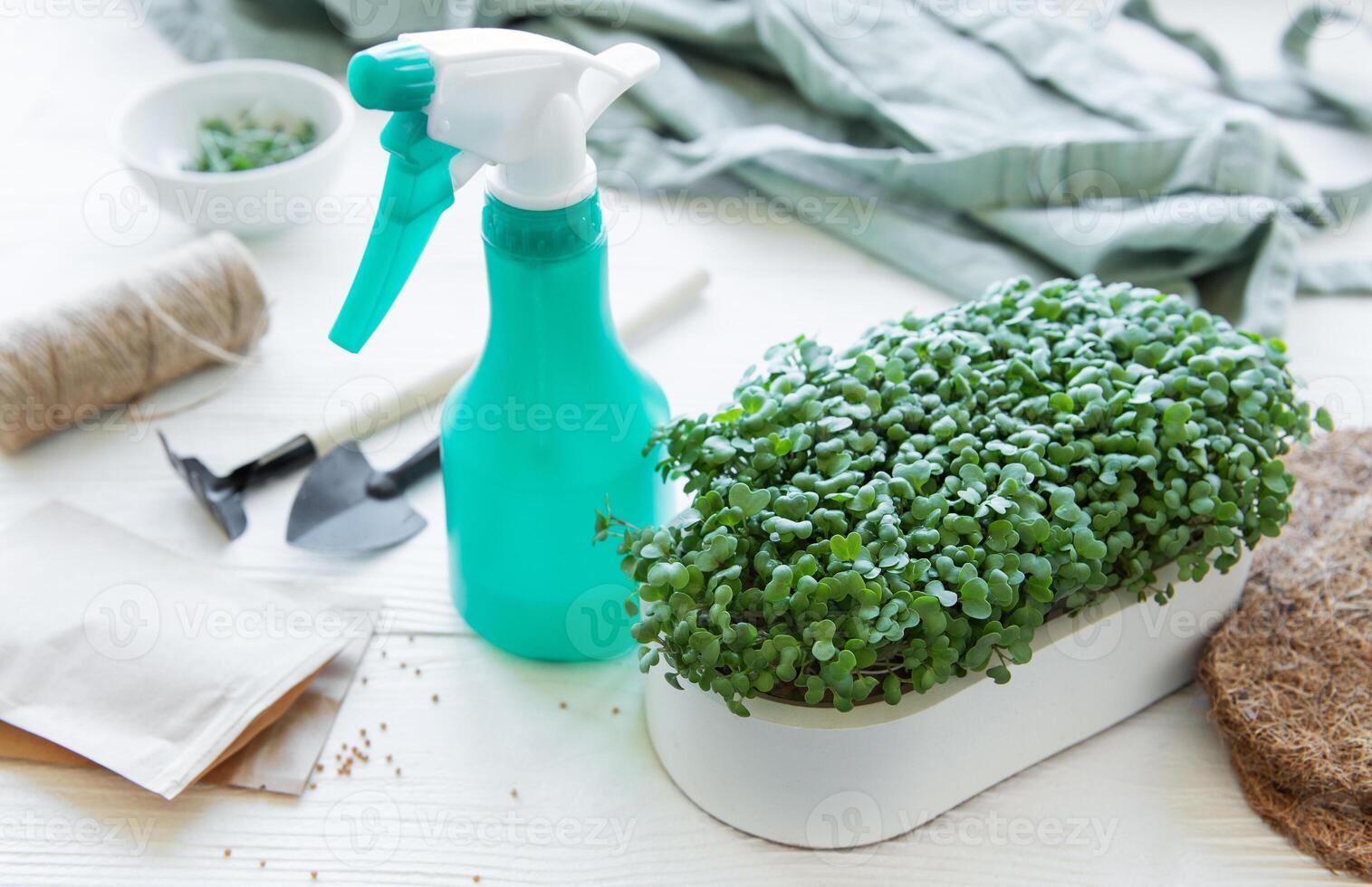 herramientas y semillas para creciente microgreens y un bandeja de rábano microvegetales. foto