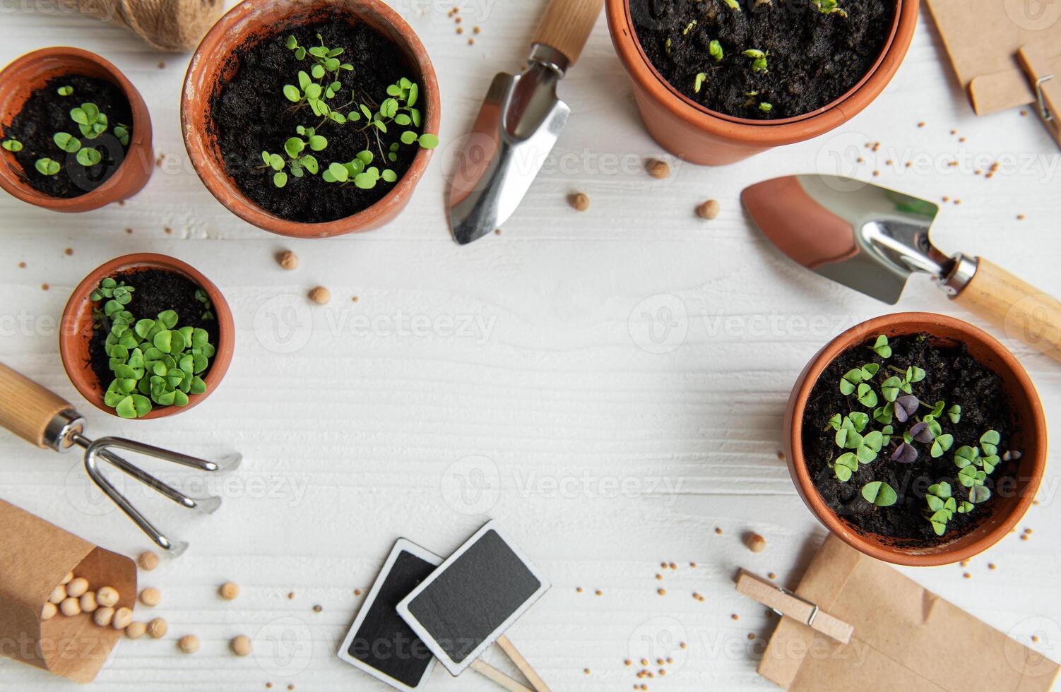 Pots with various vegetables seedlings. photo