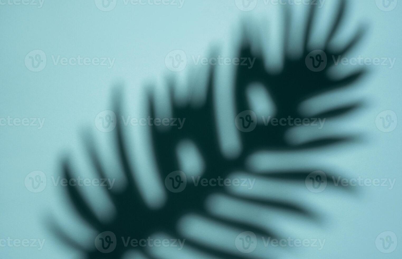 Abstract Shadow of a Tropical Leaf on a Light Blue Background in Soft Focus photo