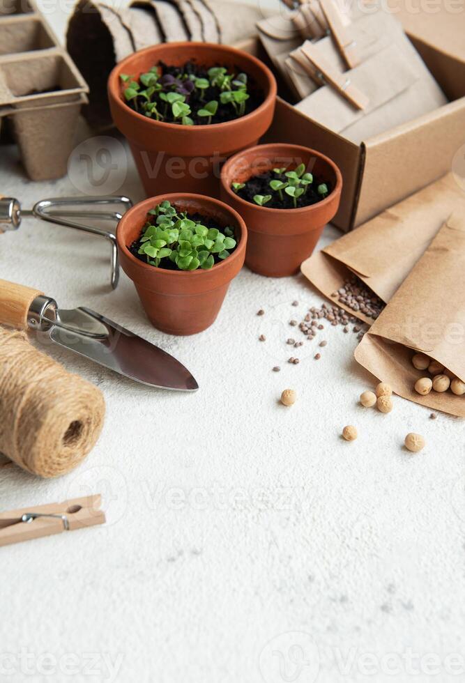 Pots with various vegetables seedlings. photo