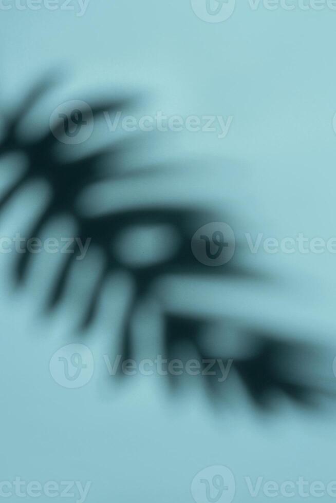 Abstract Shadow of a Tropical Leaf on a Light Blue Background in Soft Focus photo