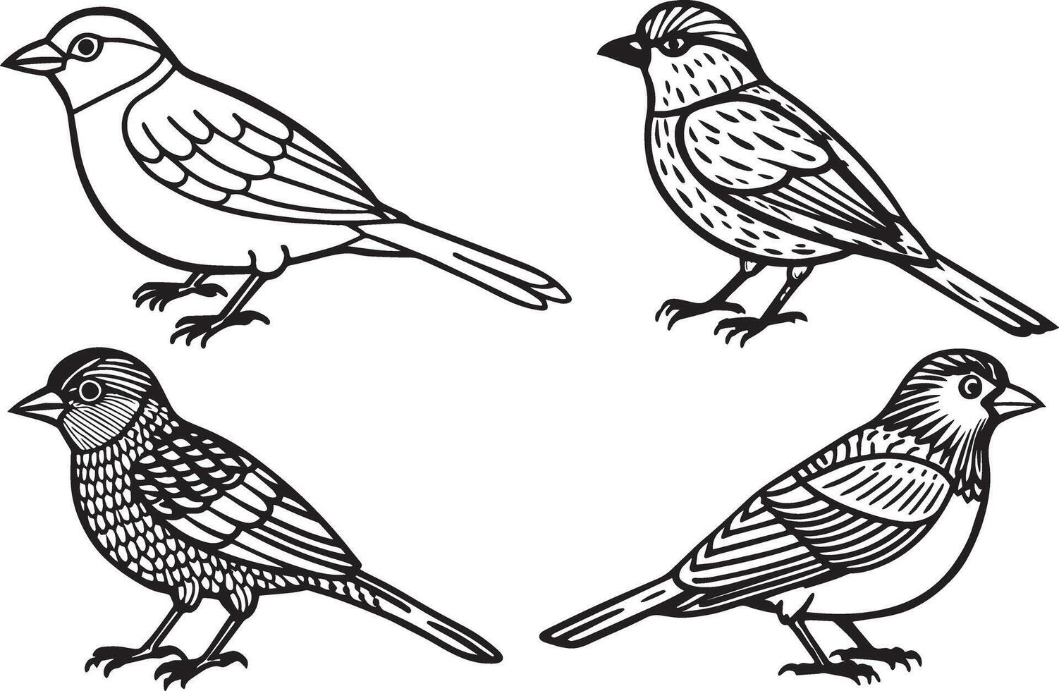 Set of sparrows. illustration in white background vector