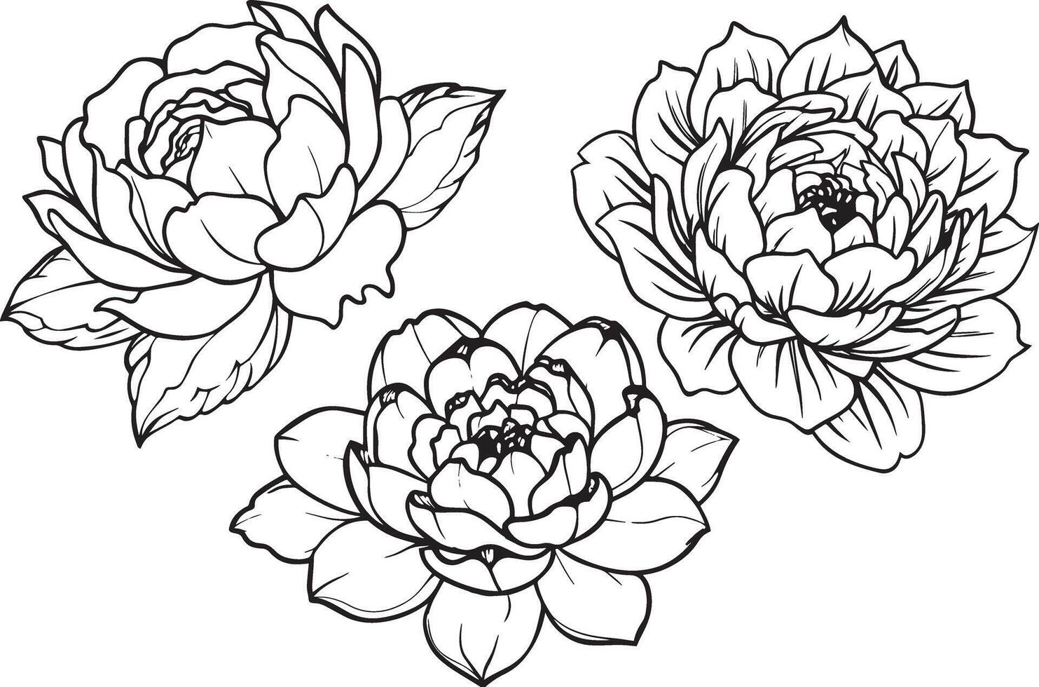 Set of peony flowers.black and white illustration vector
