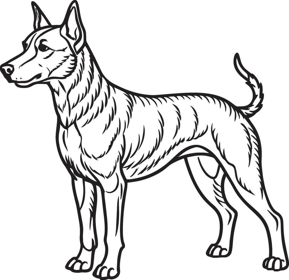 Doberman Terrier - Black and White Cartoon Illustration, vector