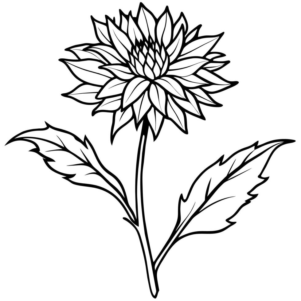 Cornflower flower plant outline illustration coloring book page design, Cornflower flower plant black and white line art drawing coloring book pages for children and adults vector