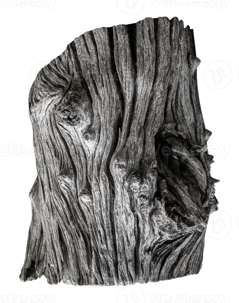 Tree stump PNG