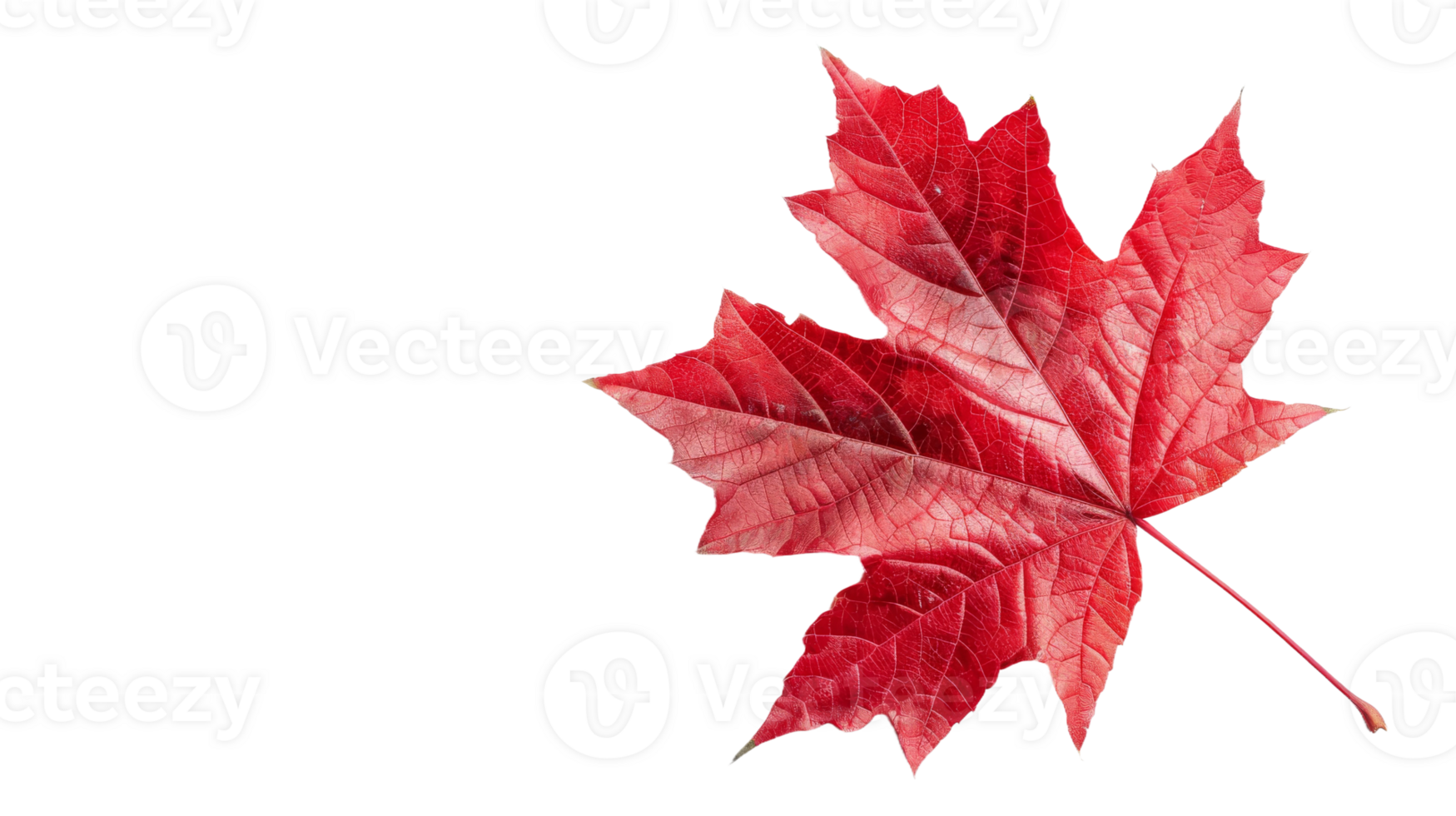 Red Maple Leaf on Transparent Background, Format png