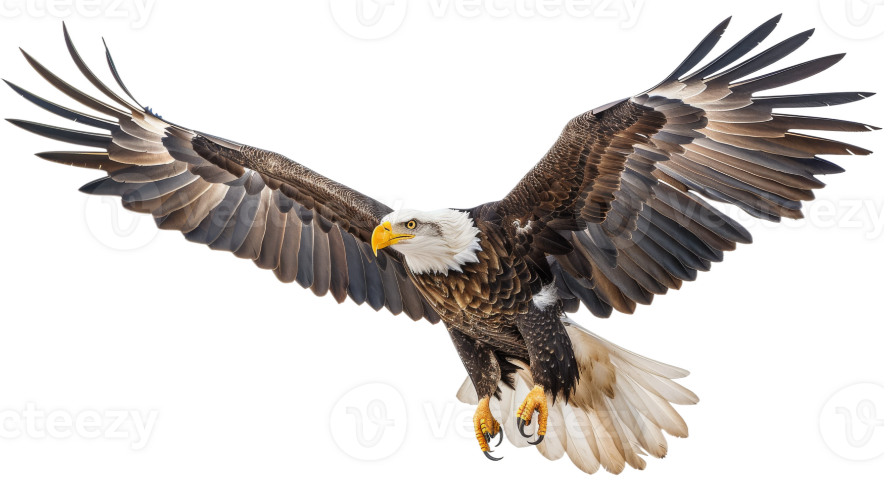 Majestic Bald Eagle on Transparent Background, Format png