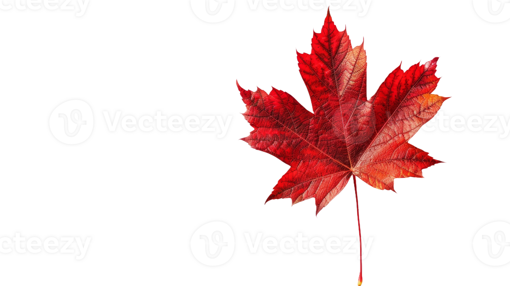 Red Maple Leaf on Transparent Background, Format png