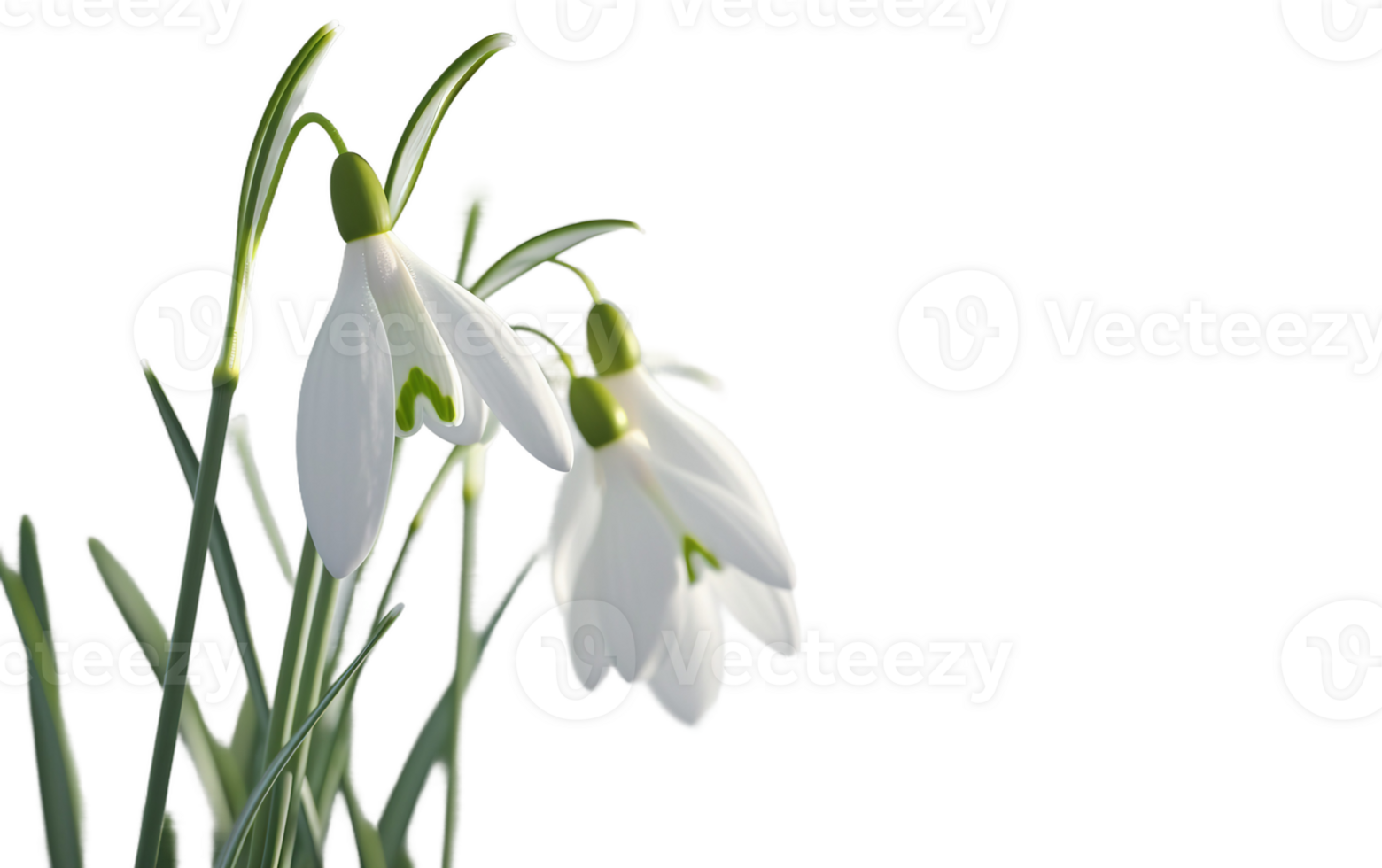 Realistic Snowdrops on Transparent Background png