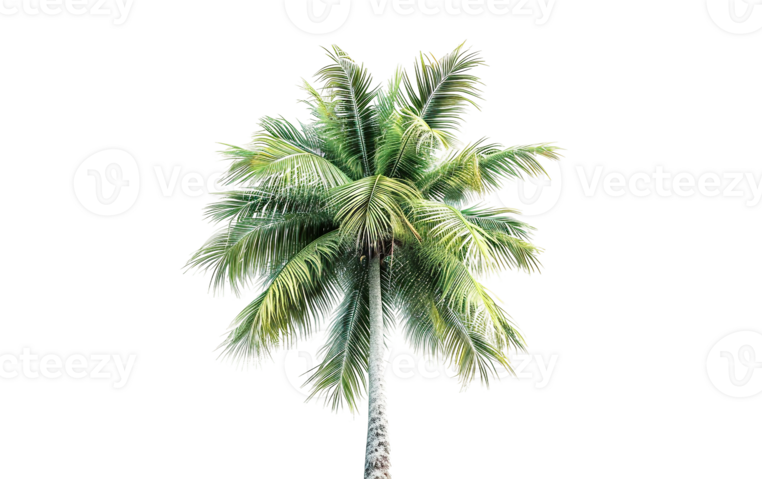 A Caribbean Palm Tree on Transparent Background png
