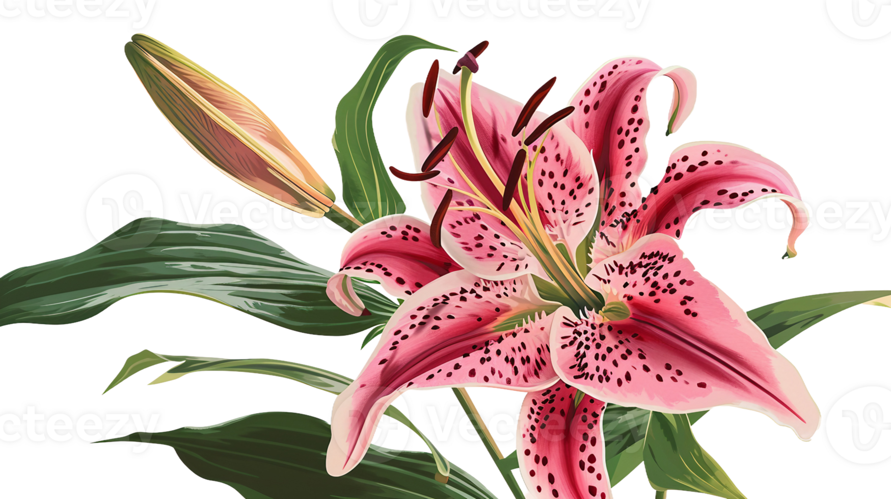 Lily set against a flat pink background on Transparent Background png