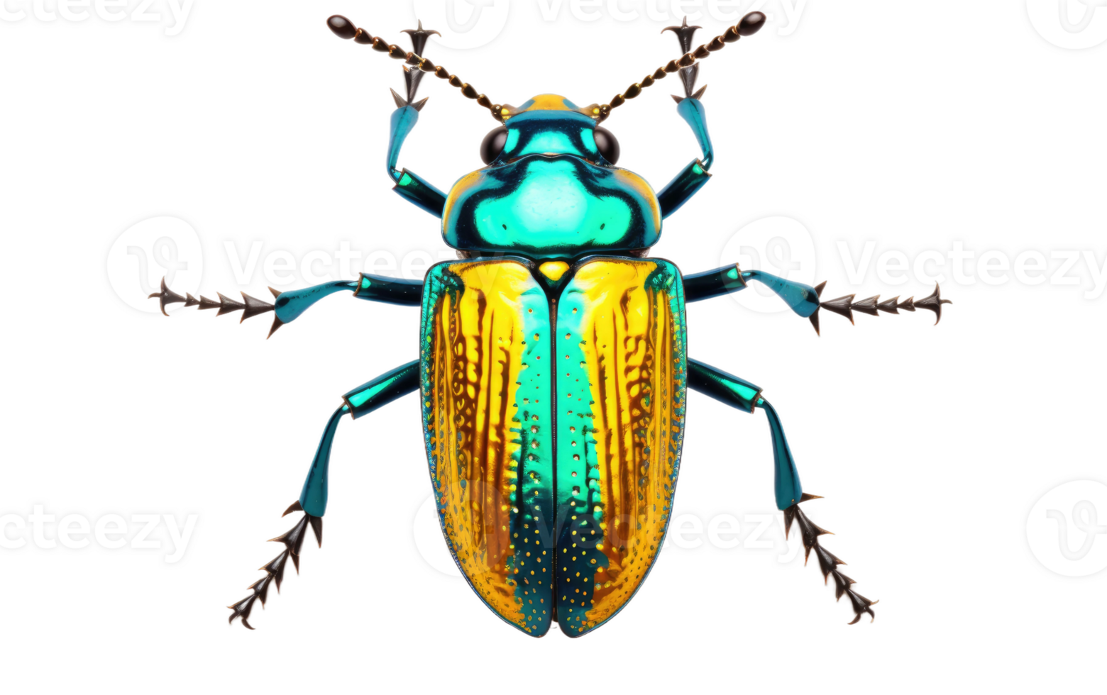 Jewel Beetle On Transparent Background. png